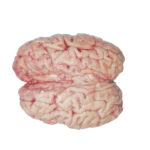 Brain