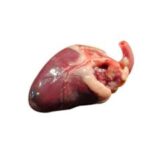 Chicken Heart